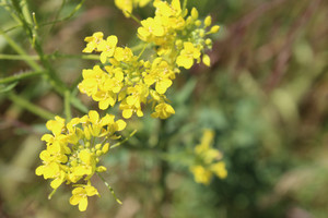 полевые цветы