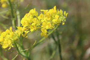 полевые цветы