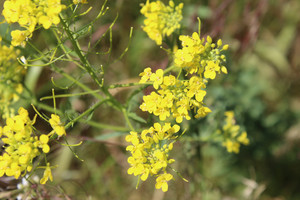 полевые цветы