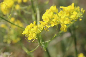 полевые цветы